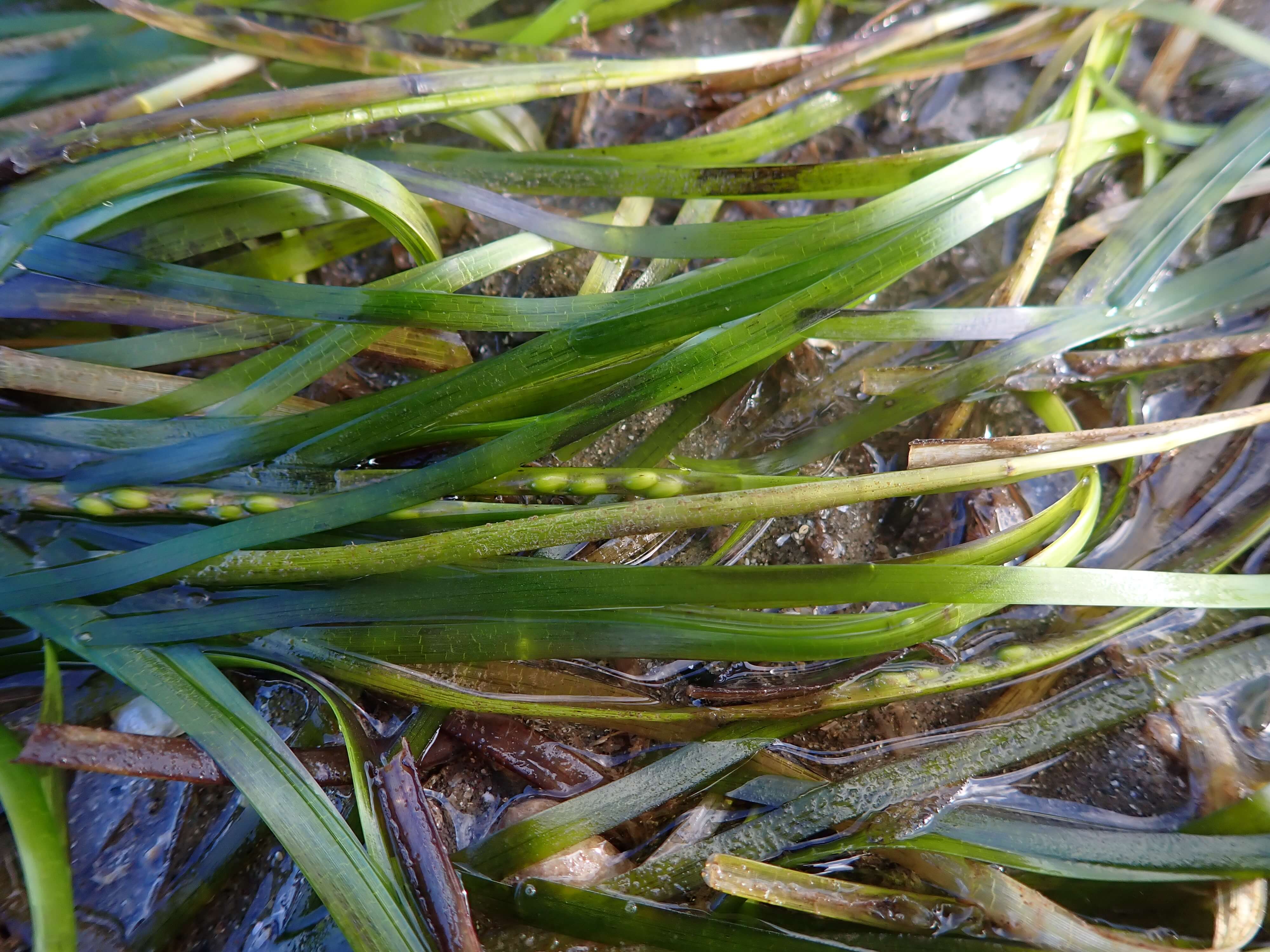 Underwater seed harvester to restore seagrass - a Environment ...