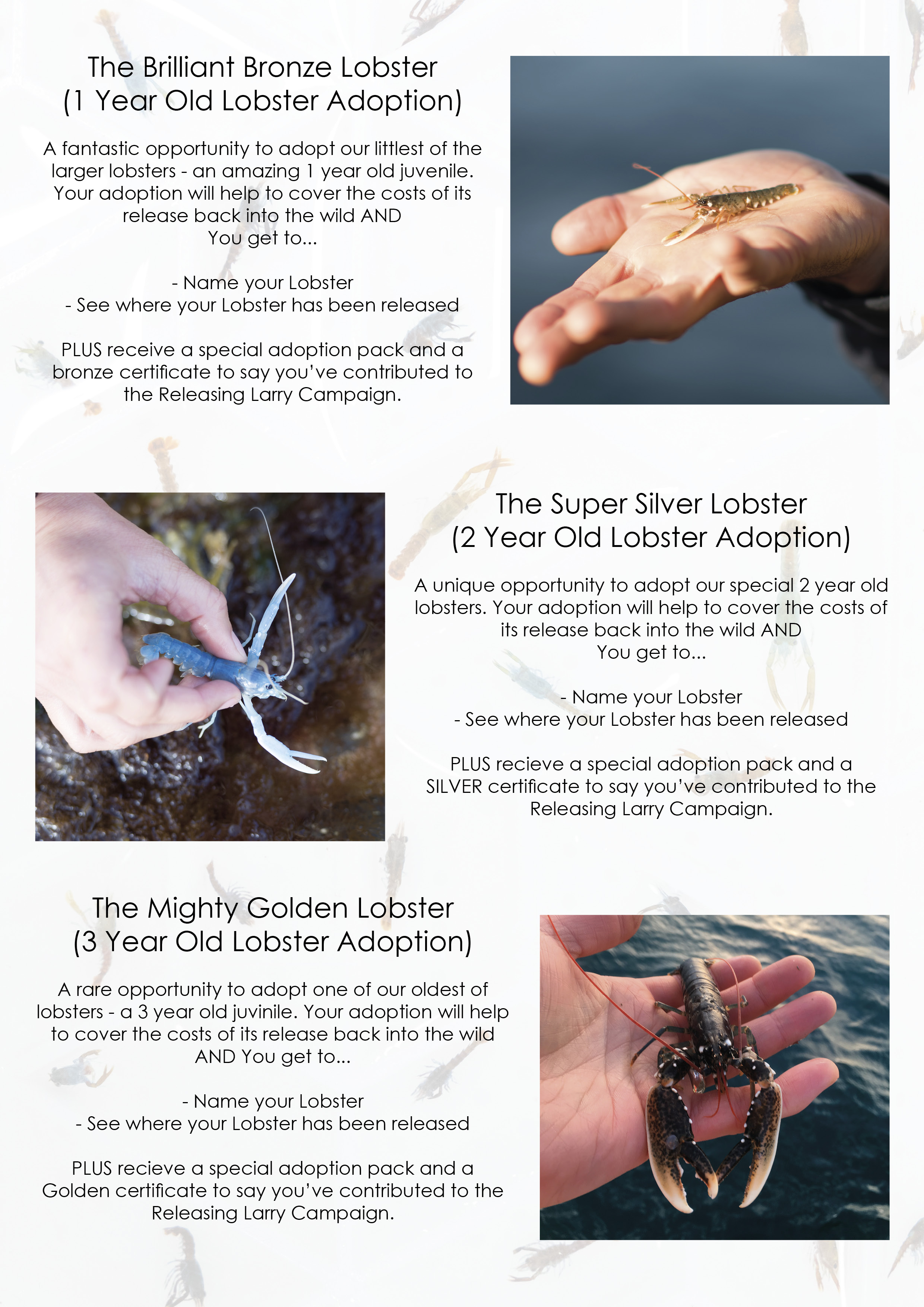 The Lives of Lobsters: A Visit To Padstow's National Lobster Hatchery -  Philleigh Way Cookery School