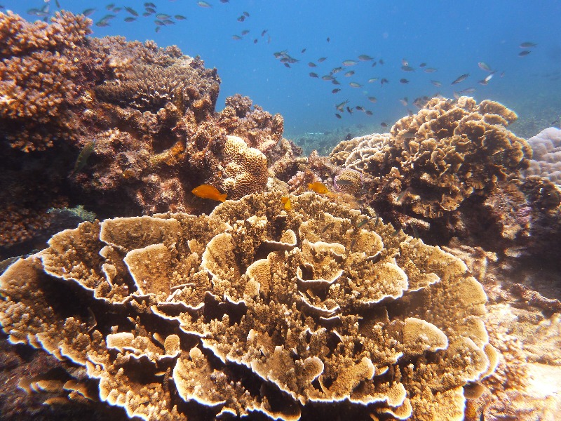 Coral Reef Rehab - a crowdfunding project in Pulau Perhentian by neil.hinds