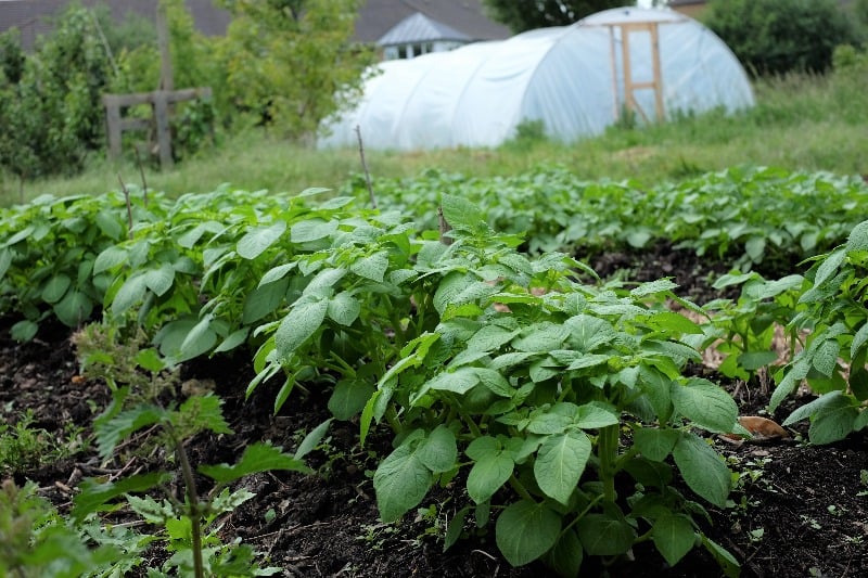 Help Build Oxford City Farm - a Community crowdfunding project in ...