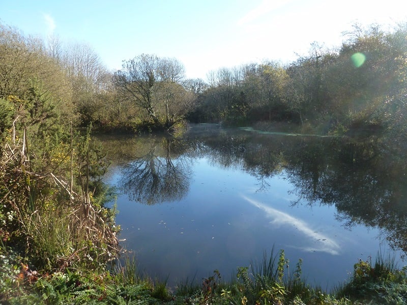 Bring Beavers Back to Cornwall - a crowdfunding project in Truro by ...