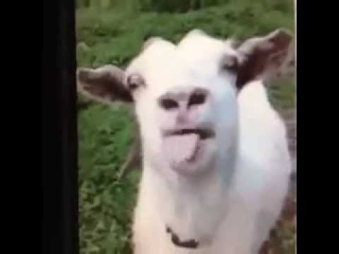 Help this sad goat recover from mental illness - a Community ...