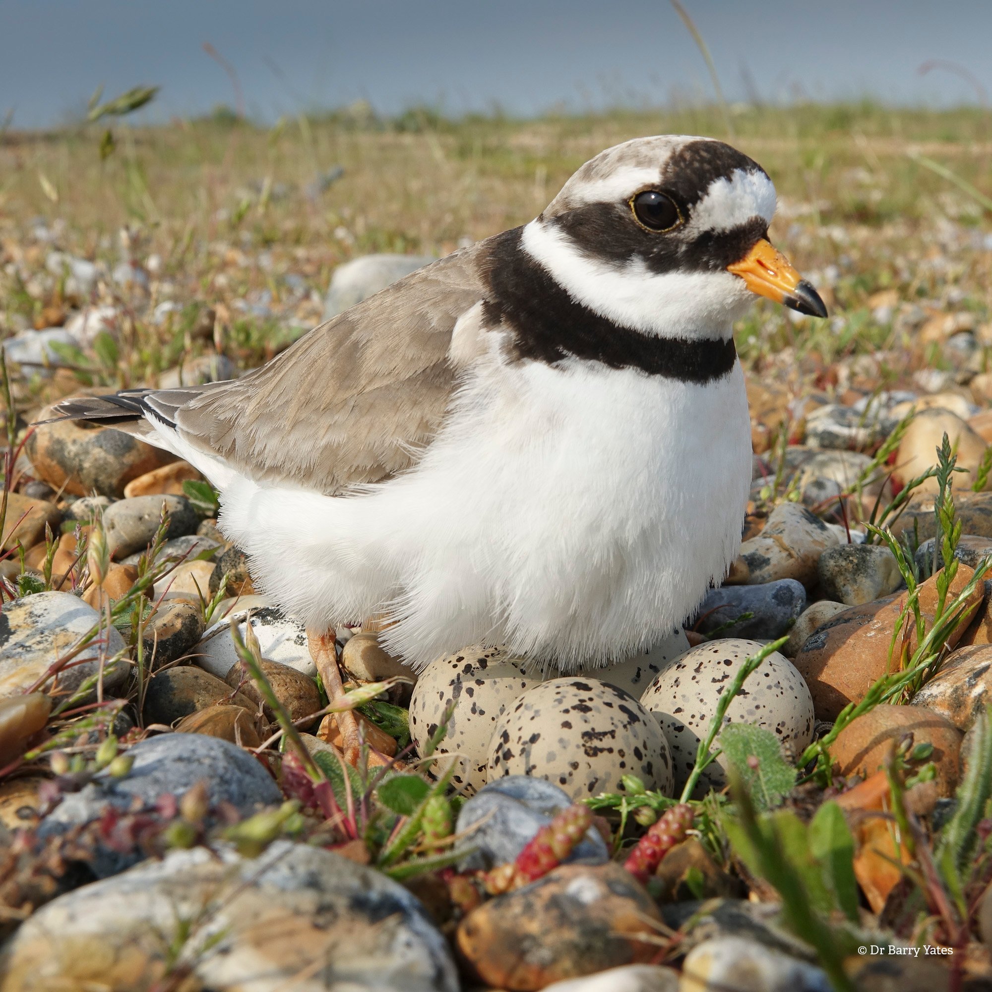 Love Rye Harbour Nature Reserve - a Environment crowdfunding project in ...