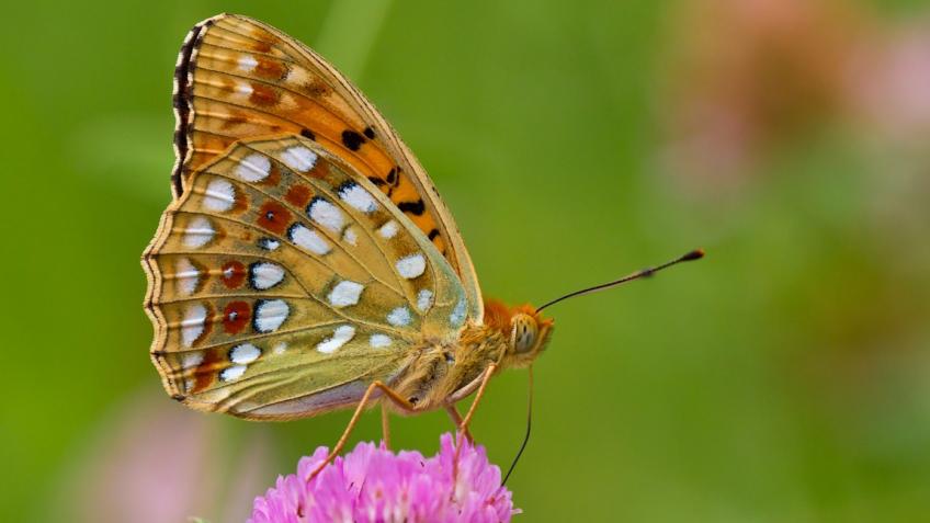 Help save Britain's most endangered species - a Community crowdfunding ...