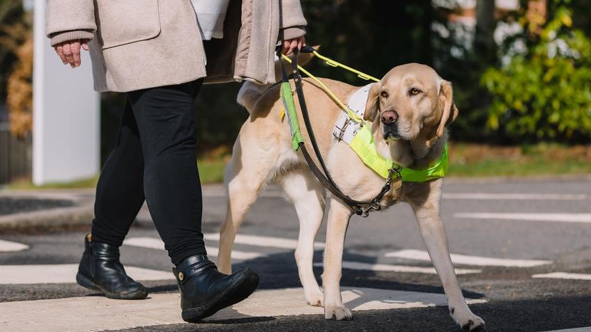 what do guide dogs for the blind do