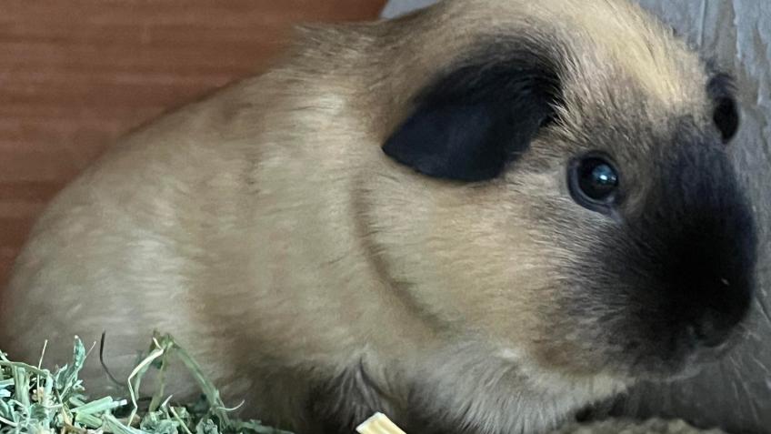 Californian hot sale guinea pig