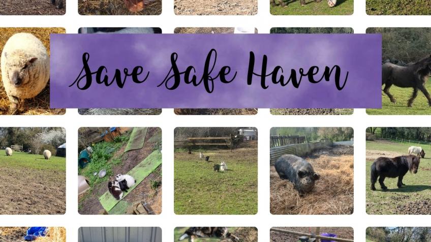 Safe haven animal store rescue