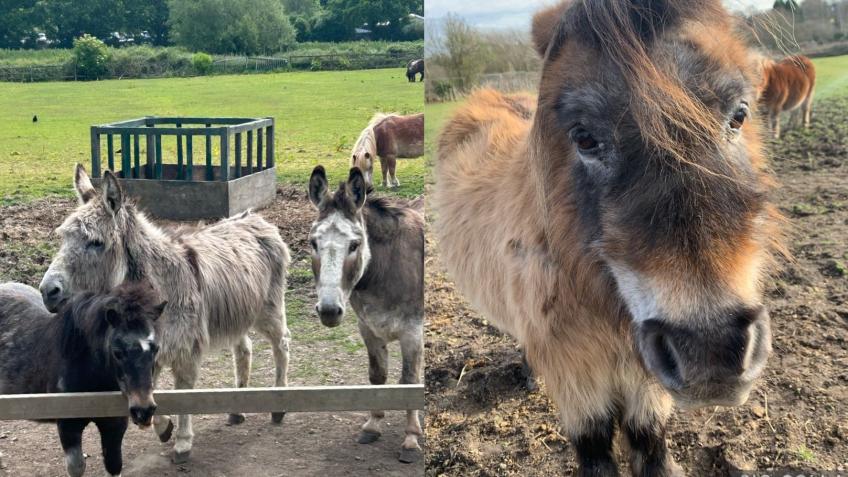 Fund a shelter for our Donkeys and Shetland ponies - a Personal Causes ...