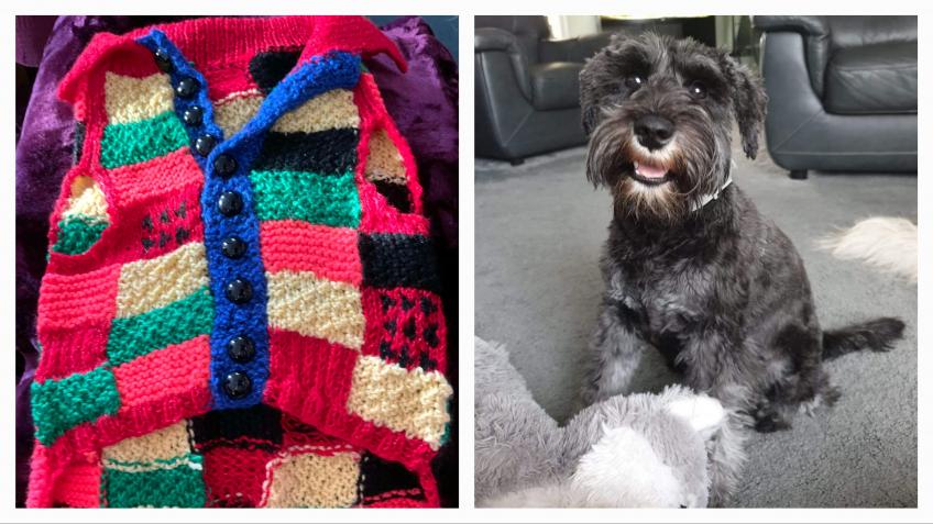 Hand knitted dog on sale jumpers