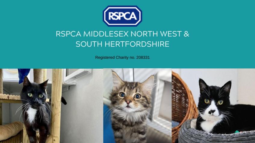 Rspca cattery sales