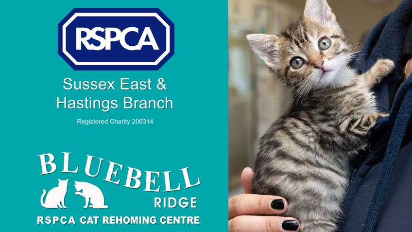 Bluebell ridge rspca cats sales home