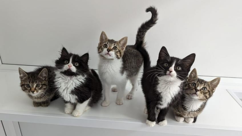 Rspca cattery 2024 near me