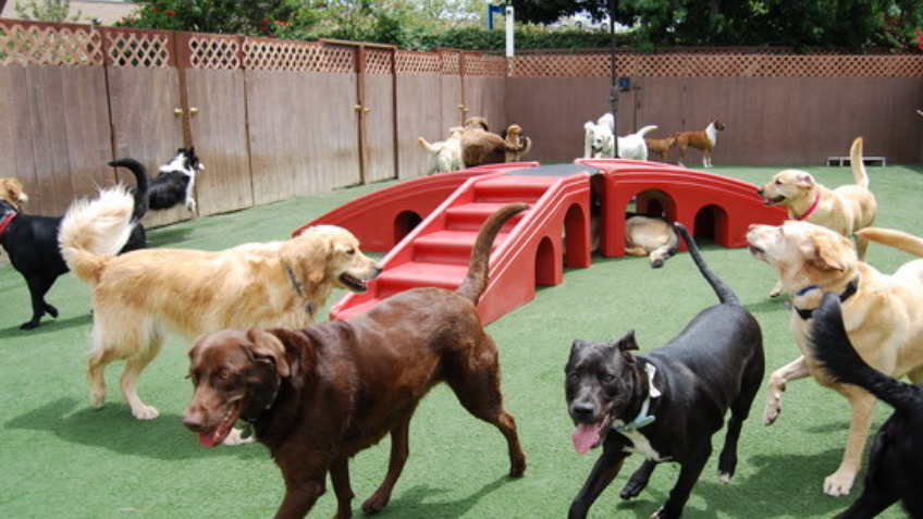 Dog Adventure Park - a Community crowdfunding project in Thorpe On The