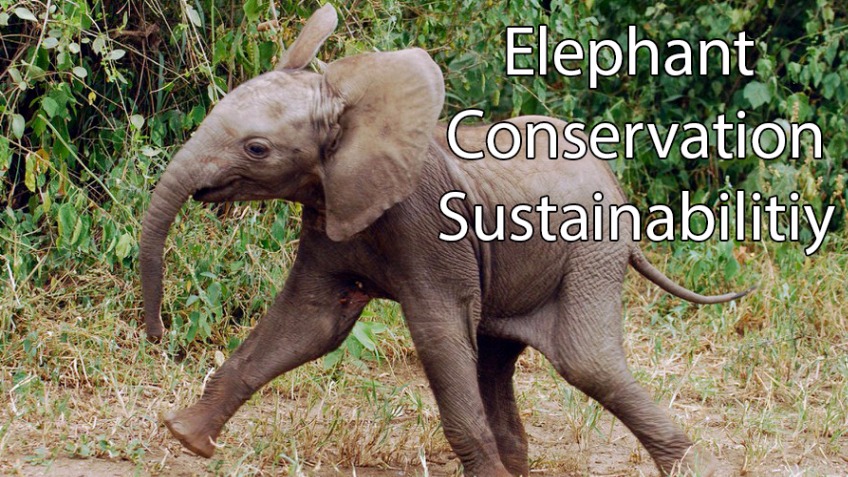 Elephant Conservation India, an University Crowdfunding Project in