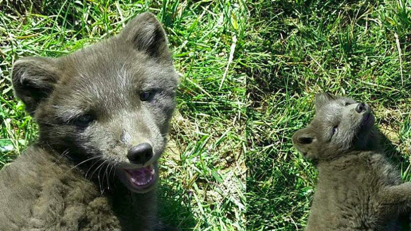 Arctic Fox Research in Iceland - a crowdfunding project in by charli-evans