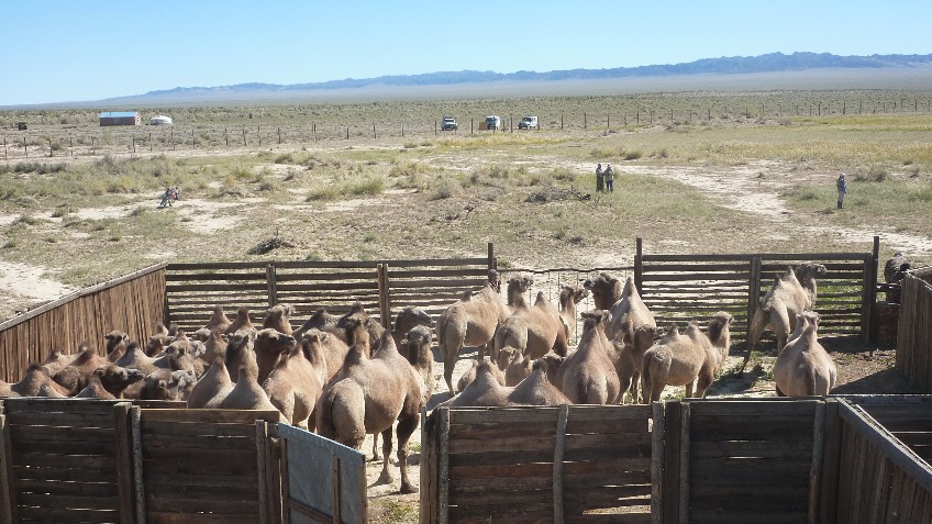 Hay for Critically Endangered Wild Camels - a crowdfunding project in