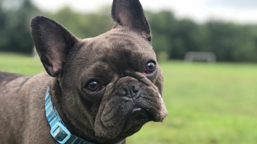 Operation for Monty the french bull dog - a Personal Causes ...