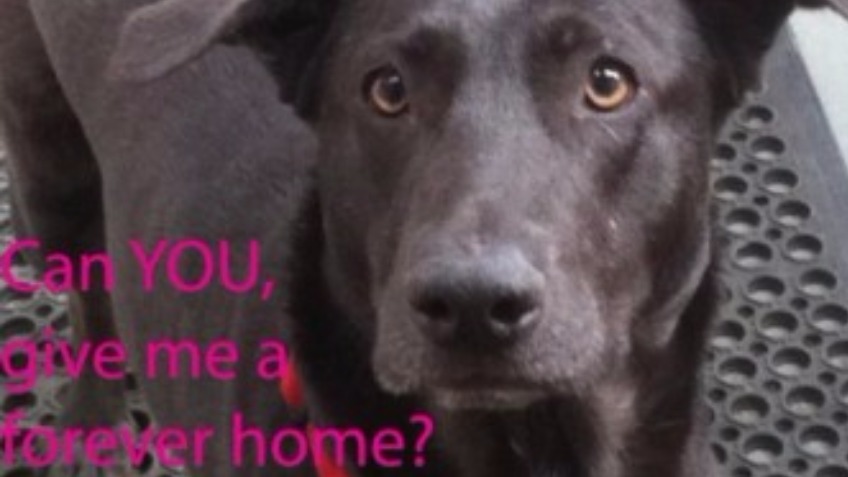 South East Dog Rescue - a Charities crowdfunding project in High Halden ...