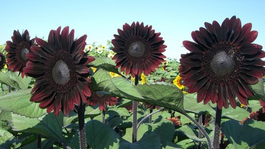 black with sunflower